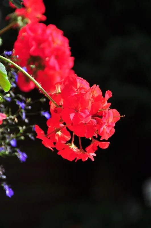 DSC_0011.webp