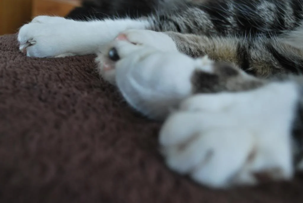 DSC_0012.webp