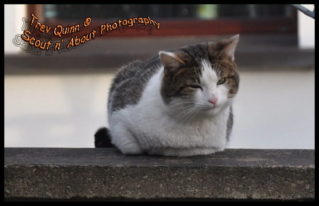 DSC_0014.webp
