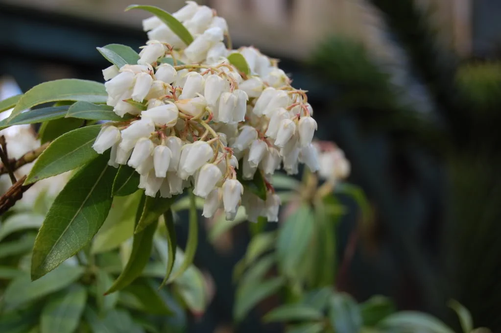 DSC_0015.webp