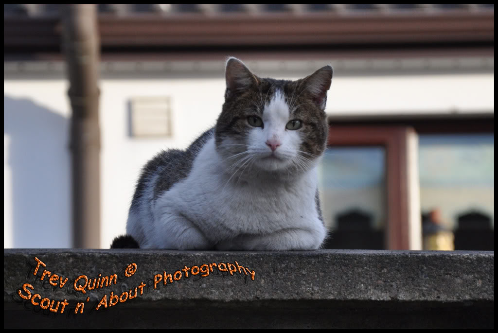 DSC_0017.jpg