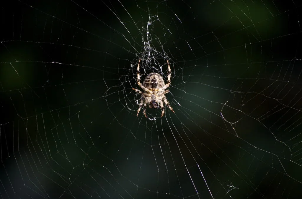 DSC_0017.webp