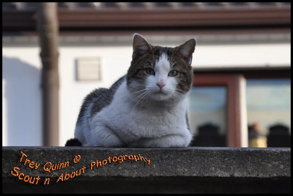 DSC_0017.webp