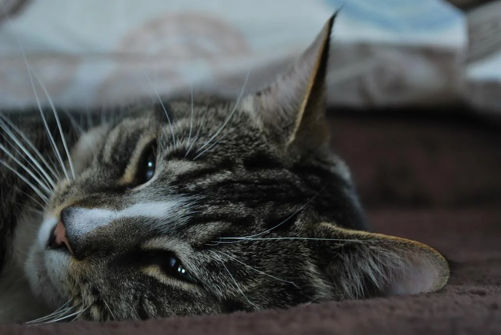 DSC_0018.webp