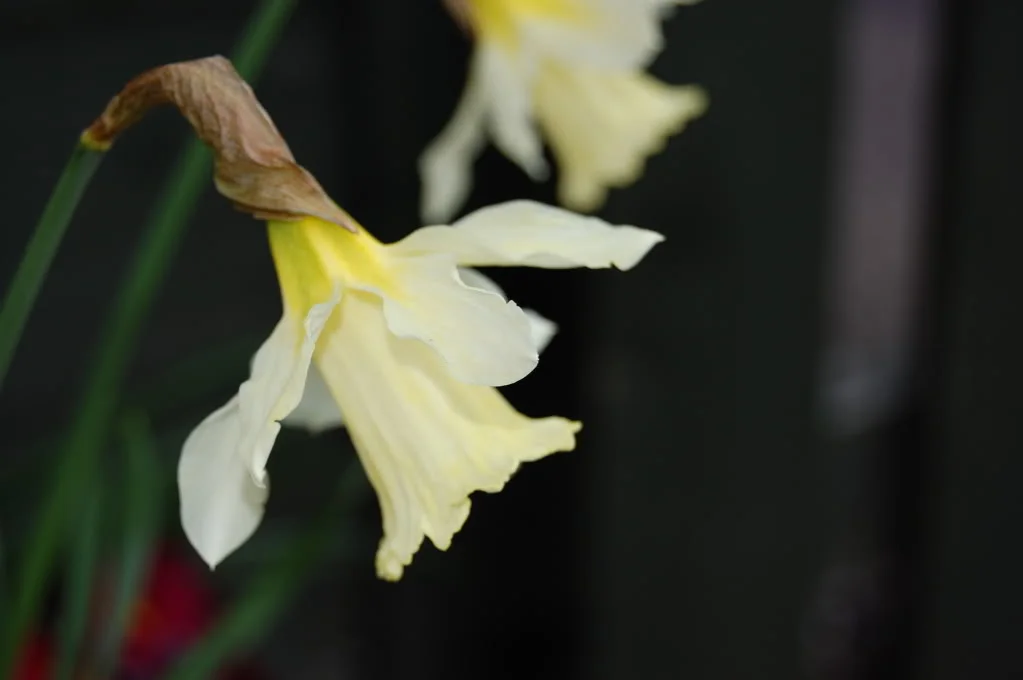 DSC_0019.webp