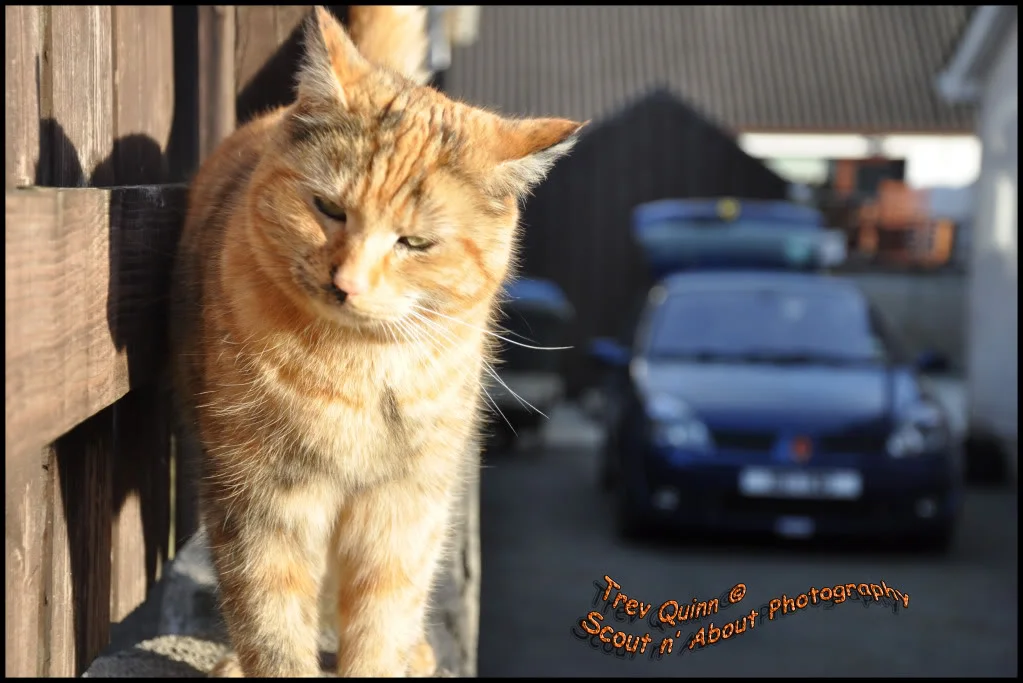 DSC_0022.webp