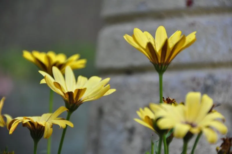 DSC_0027.webp