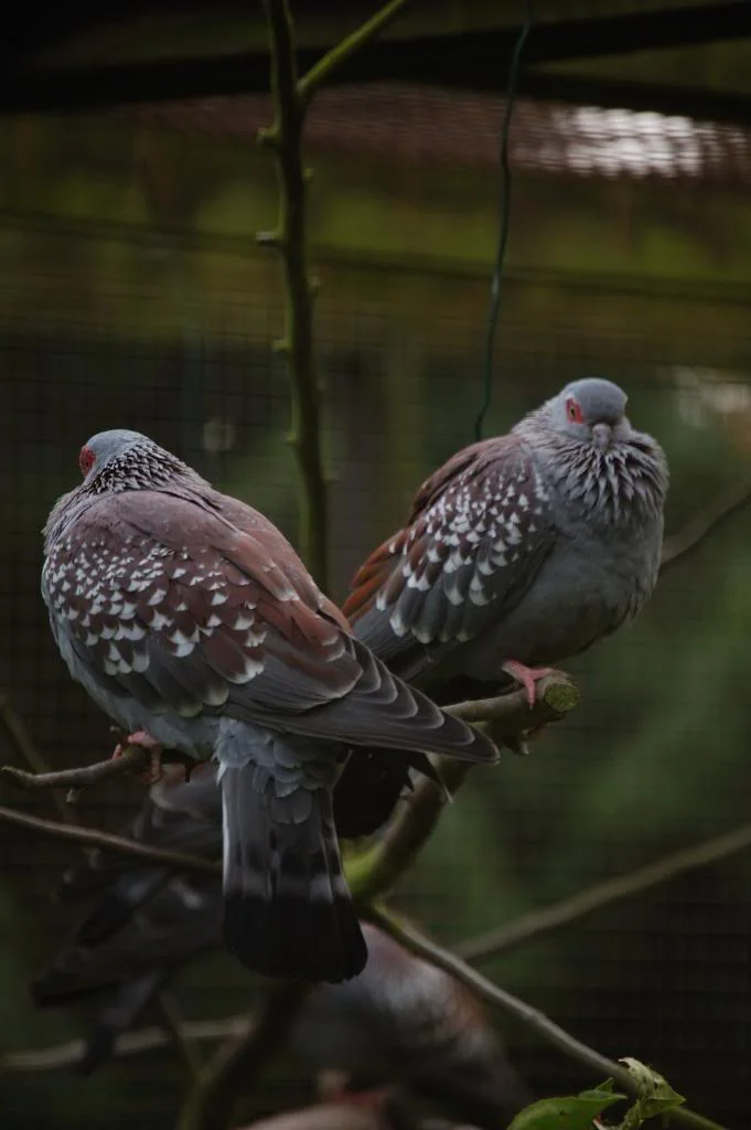 DSC_0027_336.webp