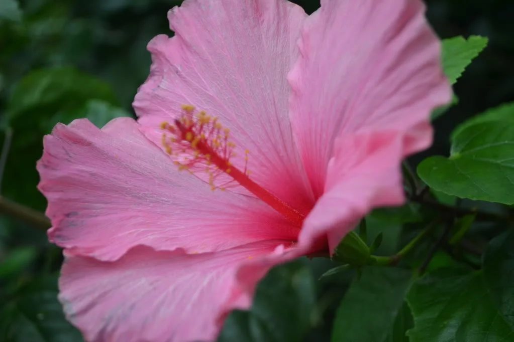 DSC_0036.webp