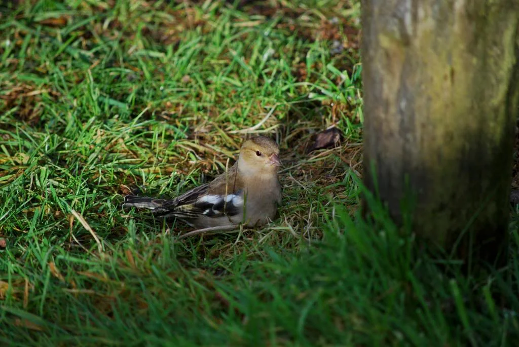 DSC_0041.webp