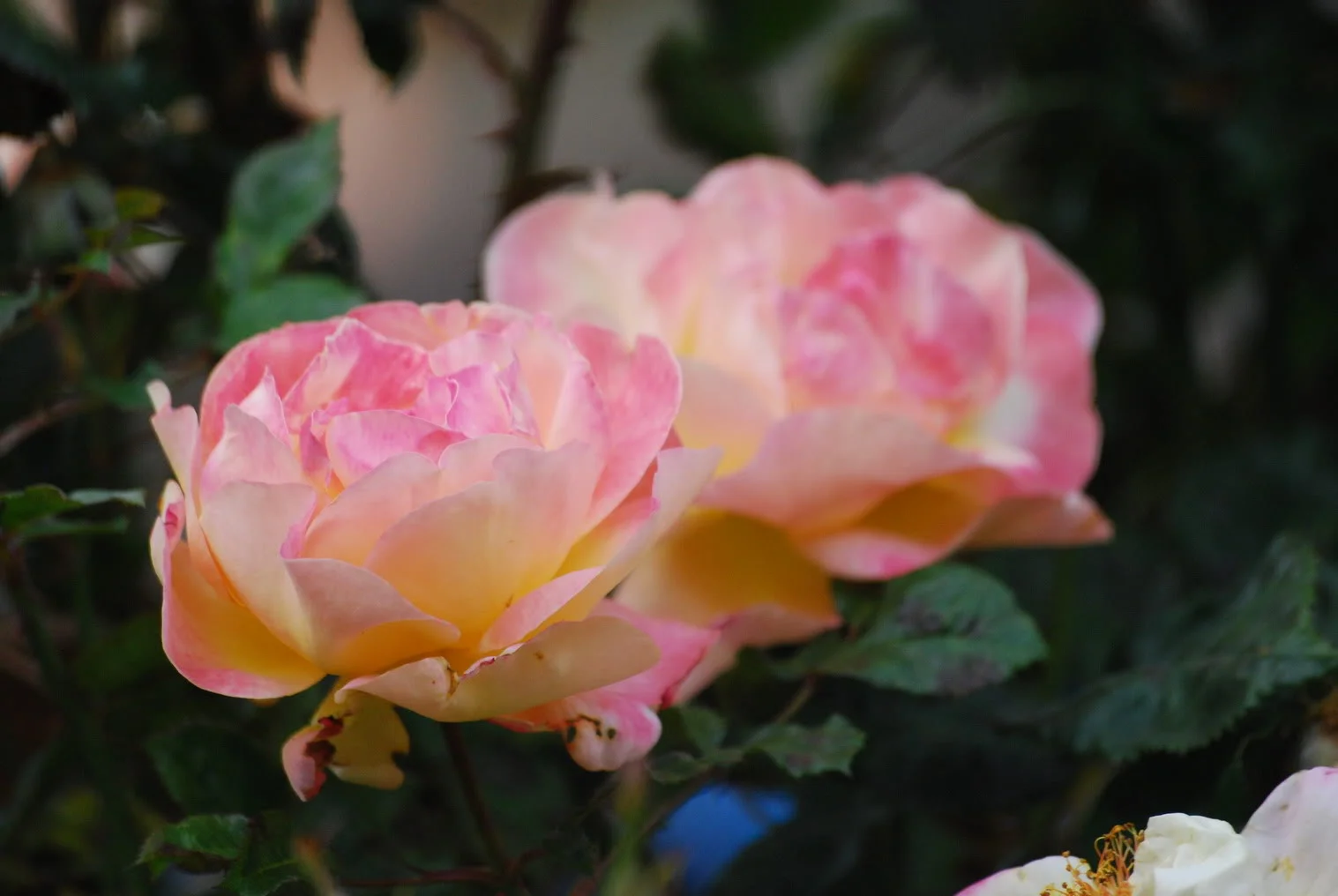 DSC_0073.webp