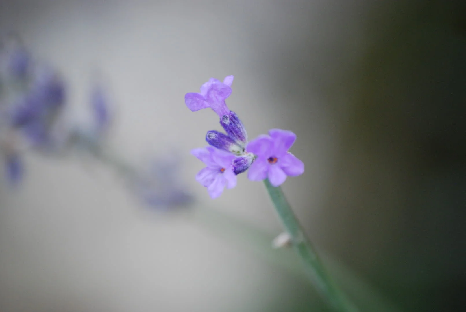 DSC_0074.webp