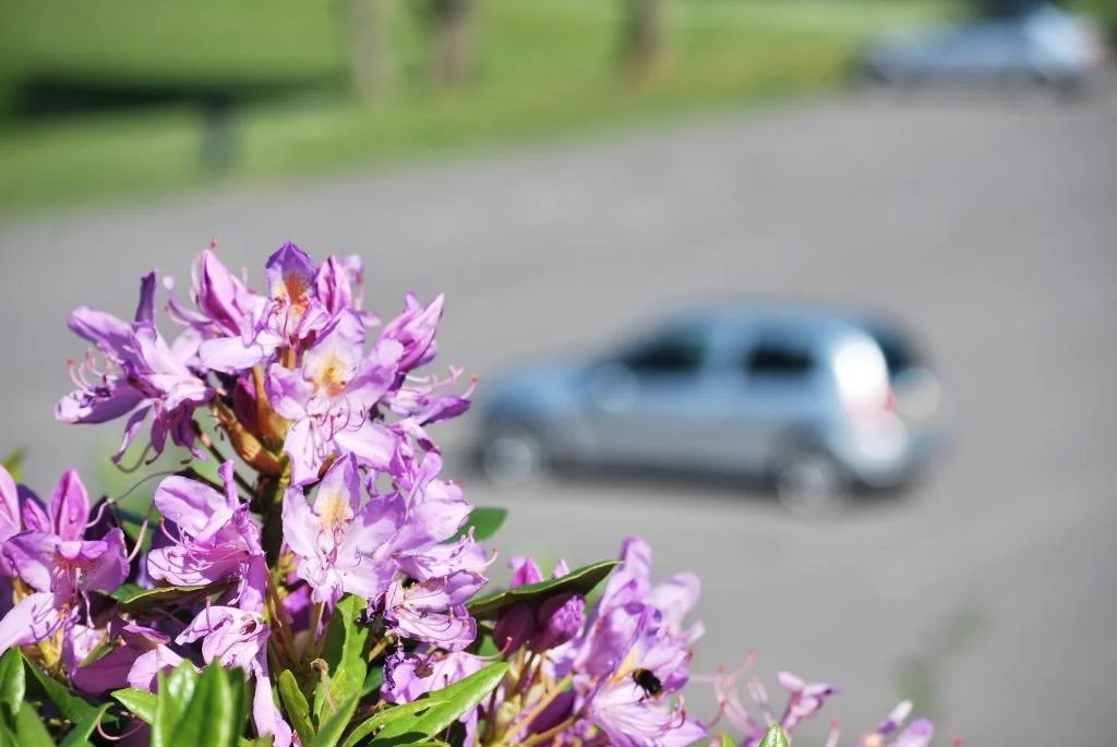 DSC_0075.webp