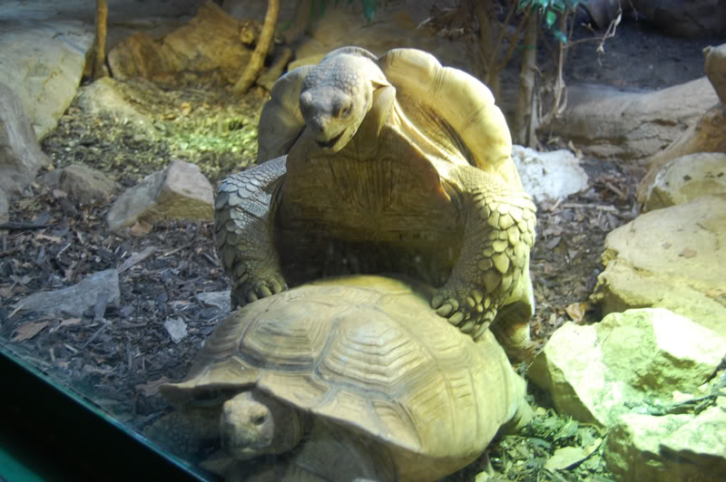 DSC_0078-Edit.jpg DSC_0078-Edit.jpg