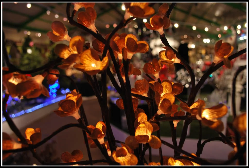 DSC_0078.webp
