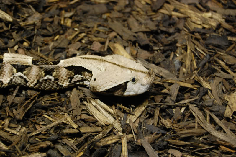 DSC_0079-Edit.jpg DSC_0079-Edit.jpg