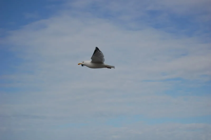 DSC_0079.webp