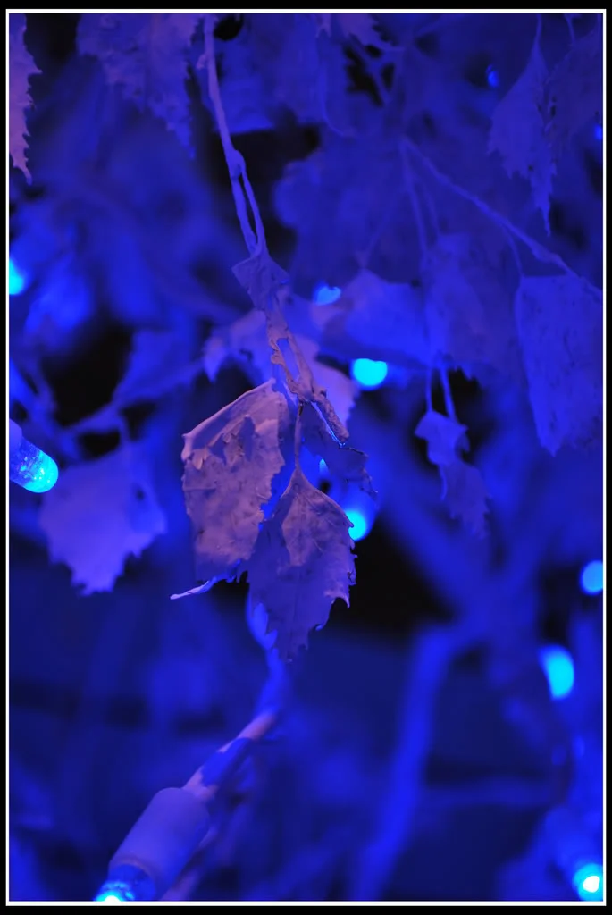 DSC_0080.webp