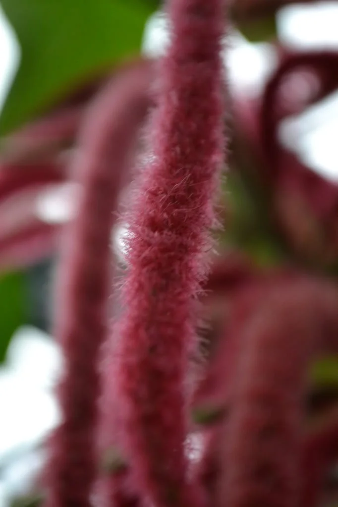 DSC_0081.webp