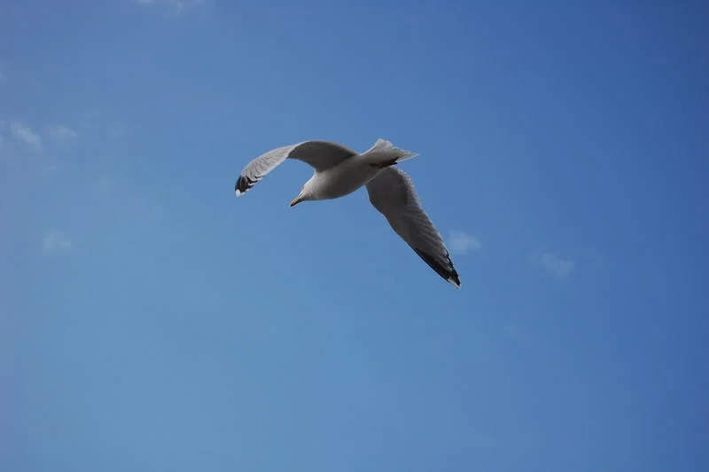 DSC_0083.webp
