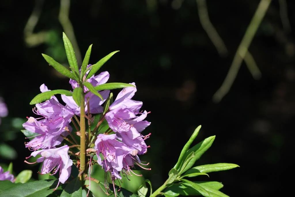 DSC_0083.webp
