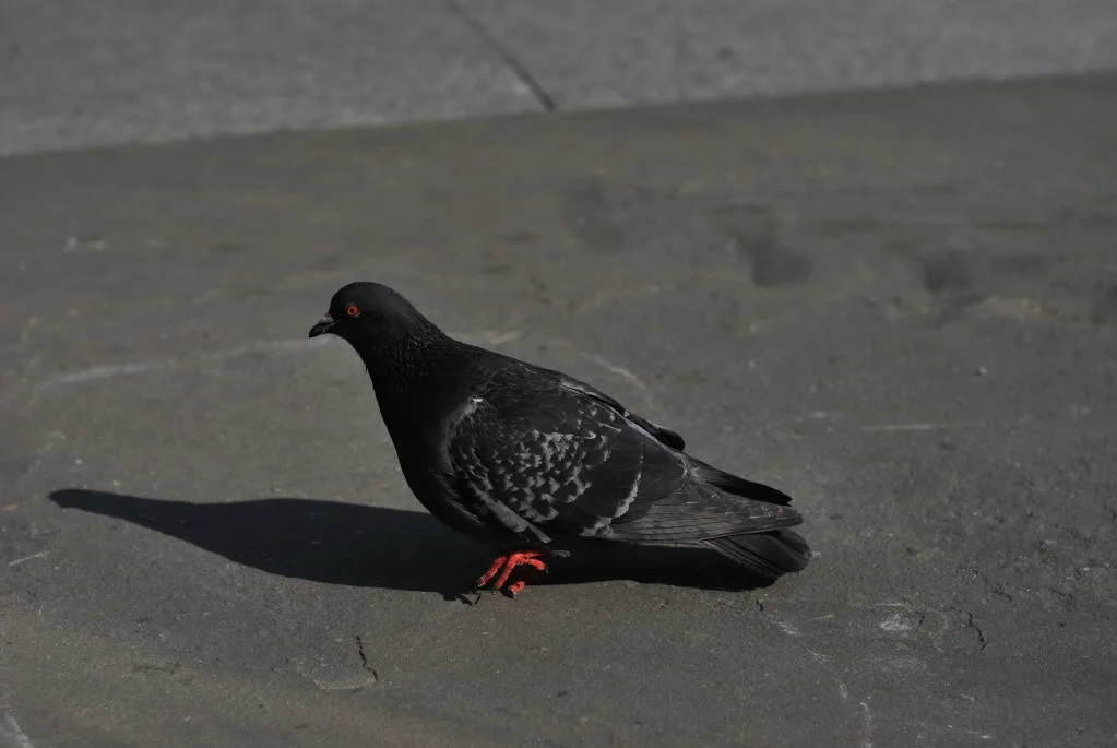 DSC_0083.webp