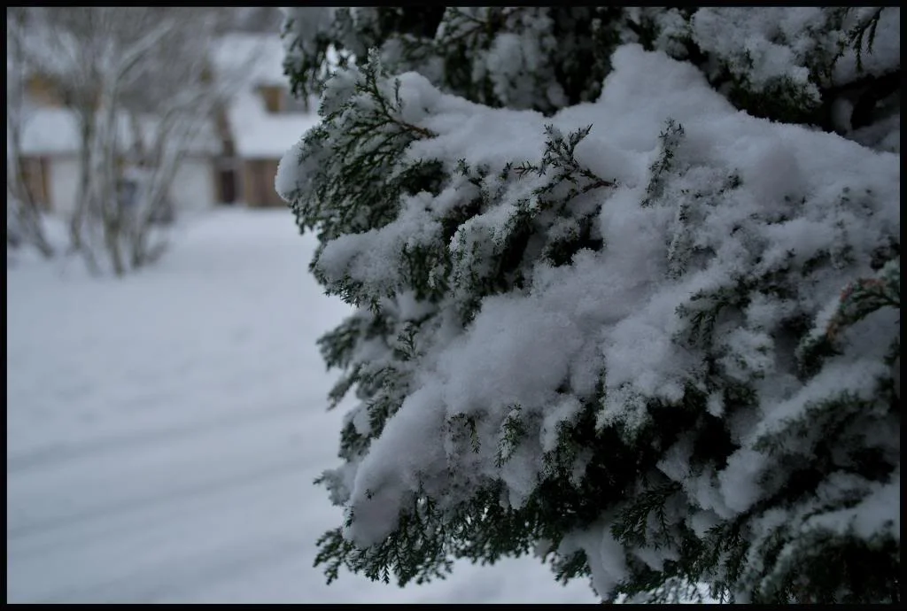 DSC_0089-1.webp