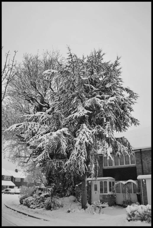 DSC_0092-1.webp