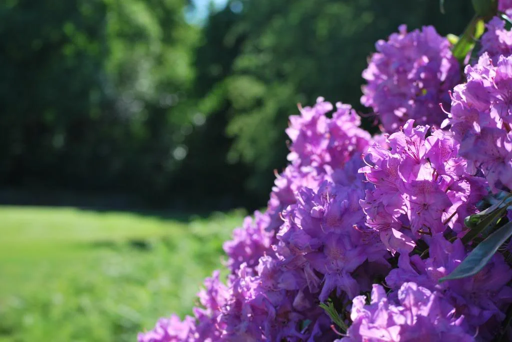DSC_0092.webp