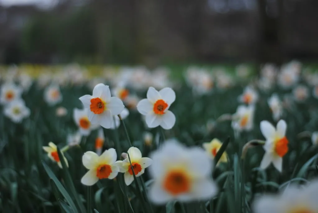 DSC_0097.webp