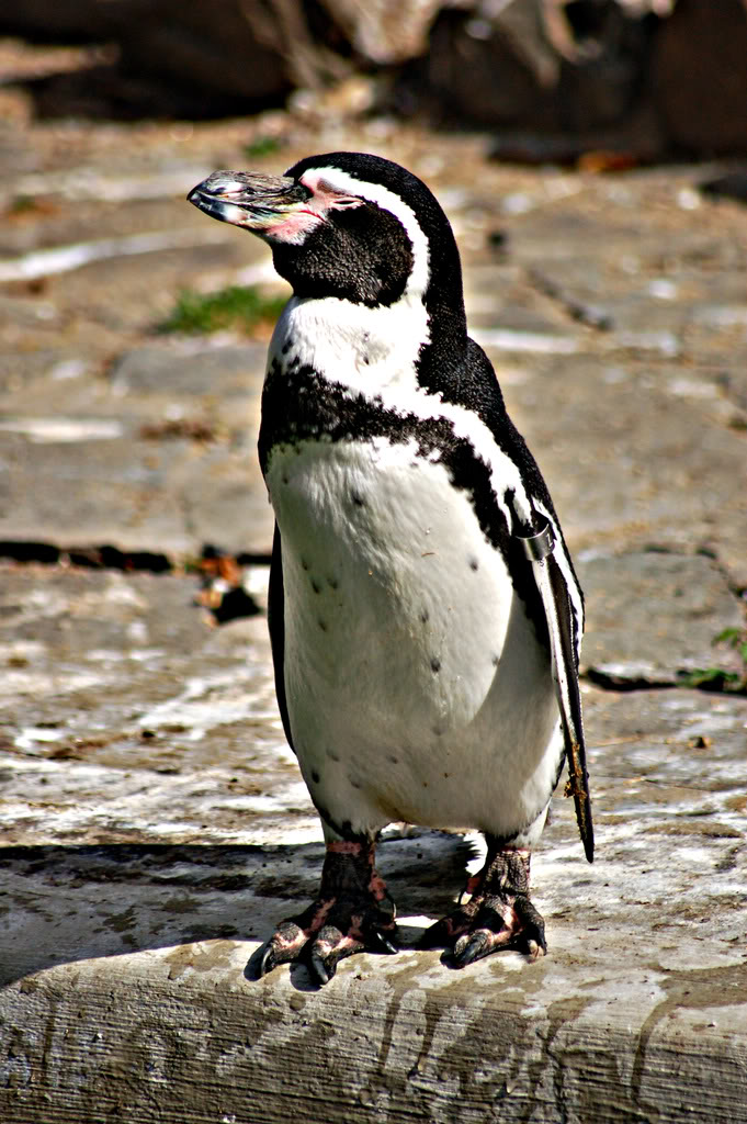 DSC_0103.jpg