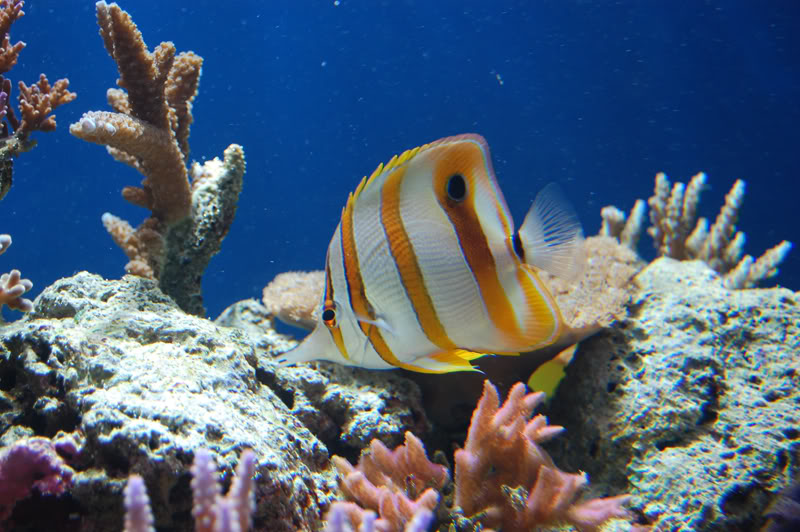 DSC_0111-Edit.jpg DSC_0111-Edit.jpg