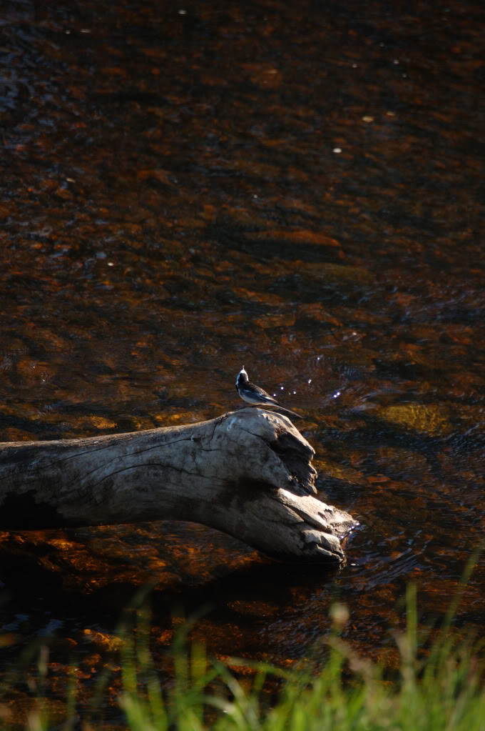 DSC_0135_445.jpg