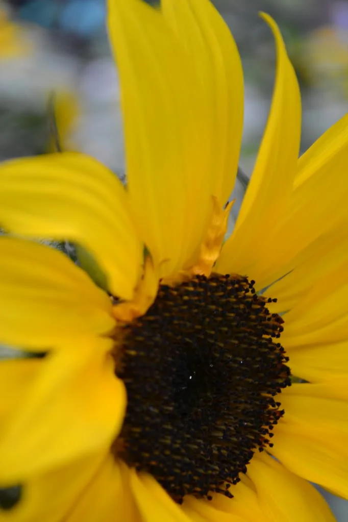 DSC_0137.webp