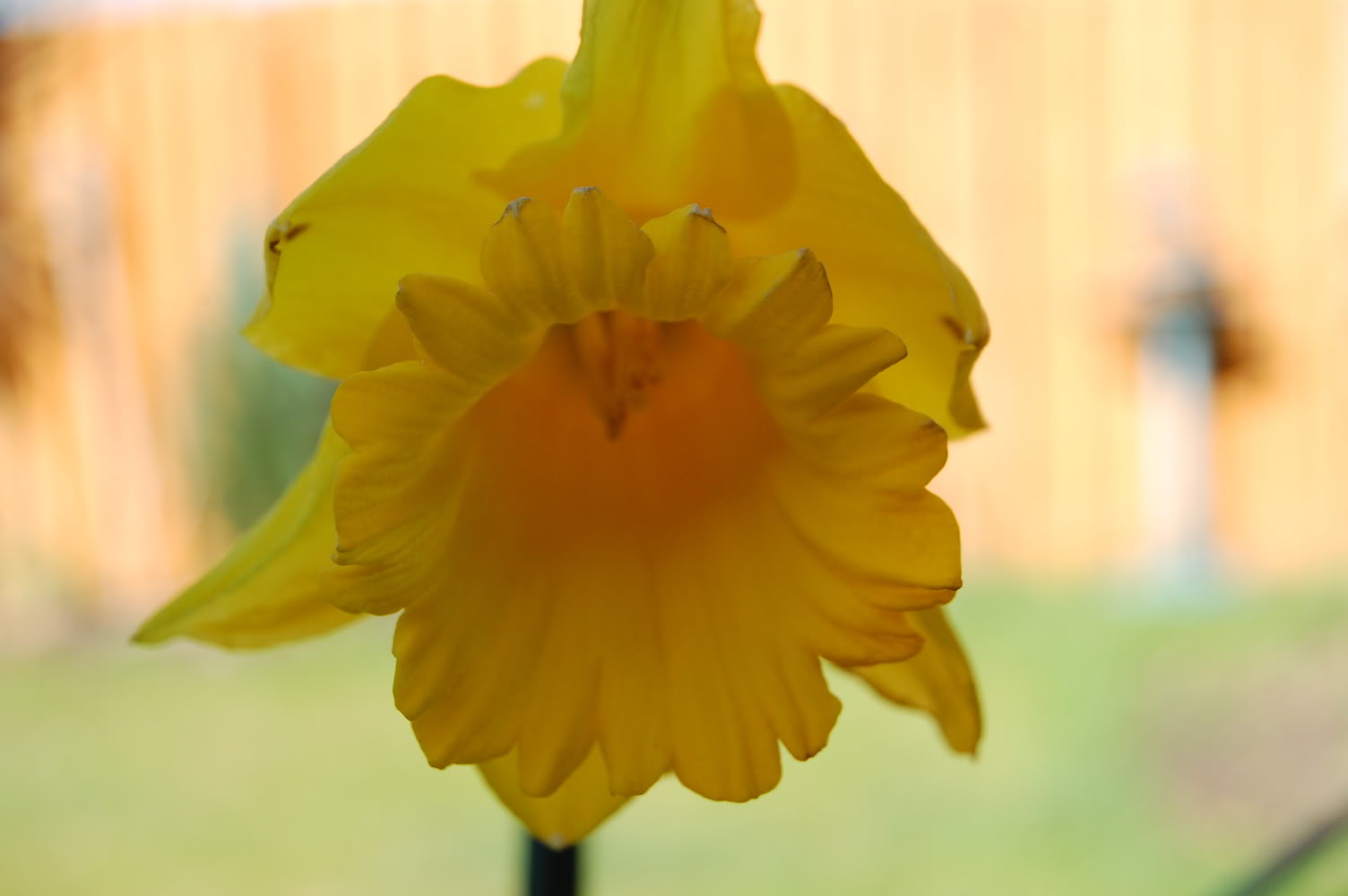 DSC_0142.jpg DSC_0142.jpg