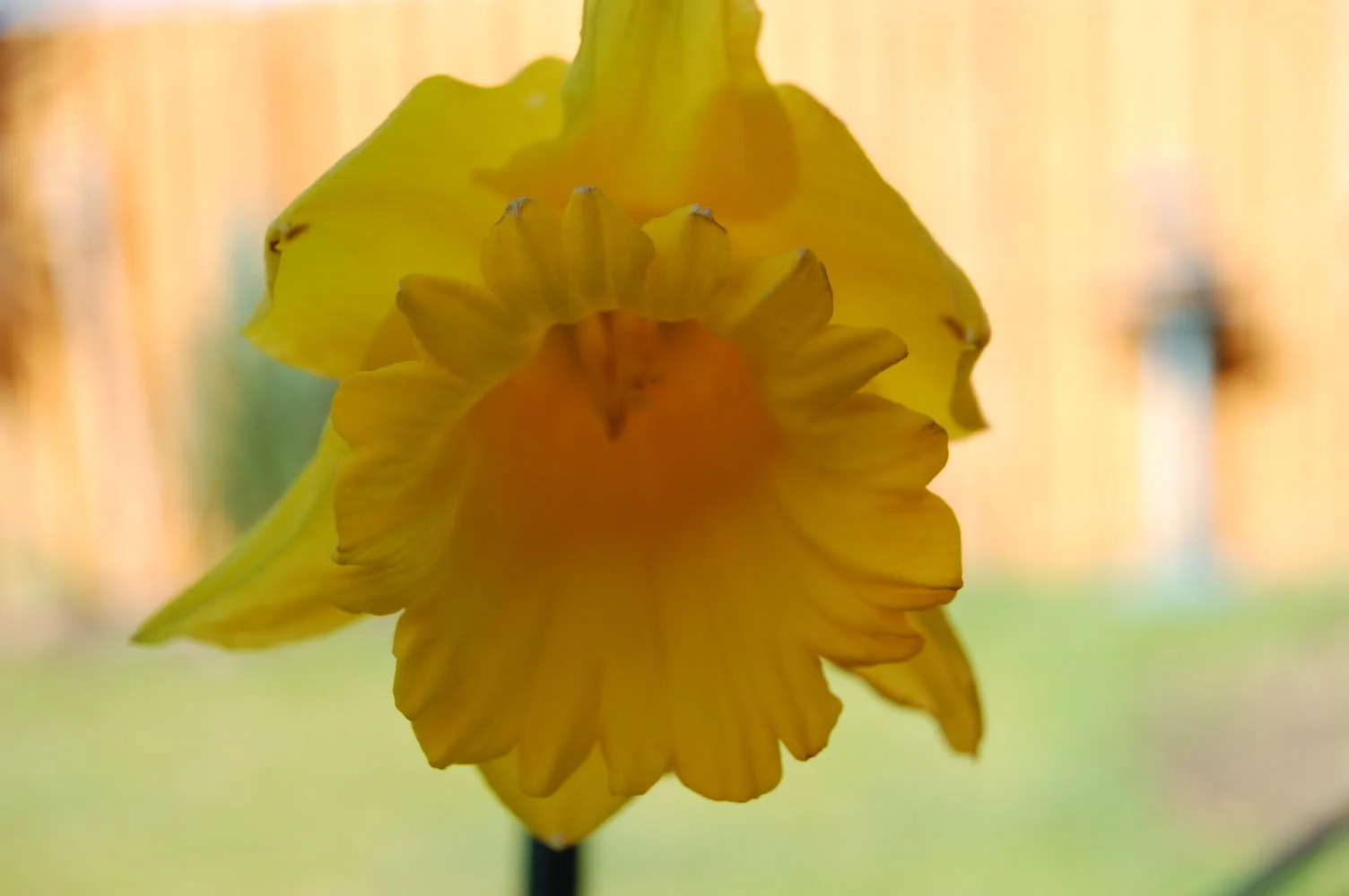 DSC_0142.webp