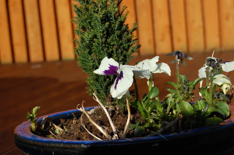 DSC_0145.jpg DSC_0145.jpg