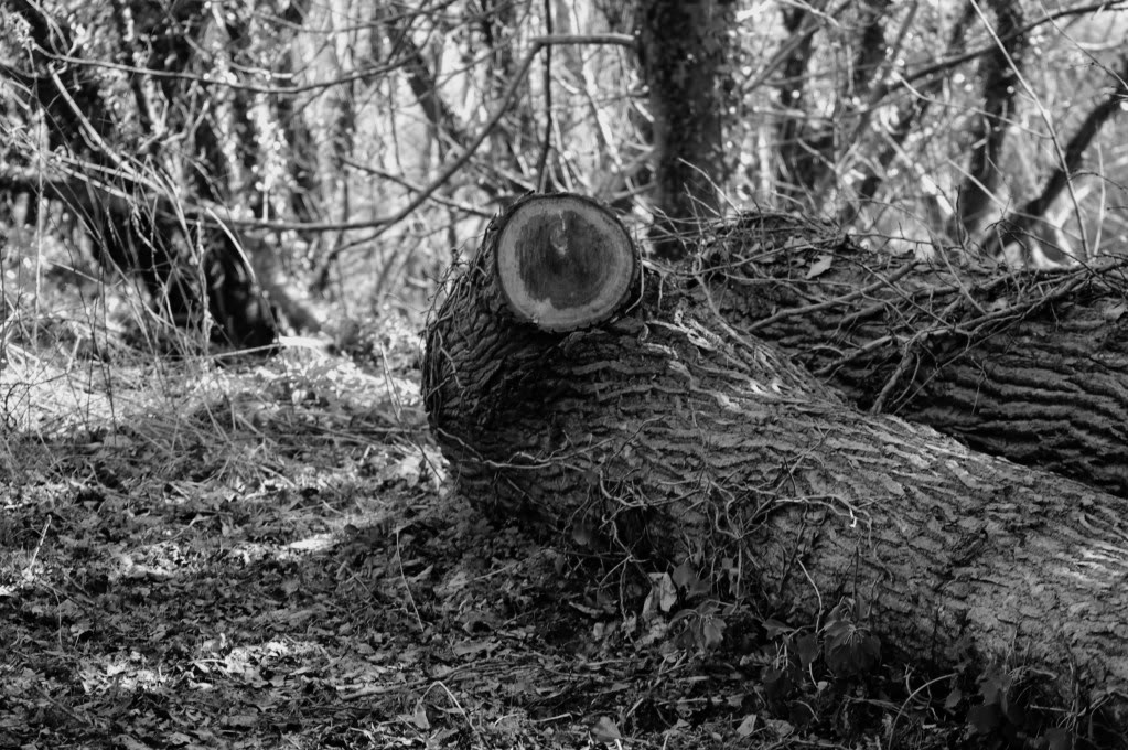 DSC_0147.jpg
