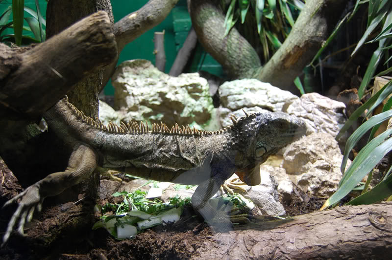 DSC_0153-Edit.jpg DSC_0153-Edit.jpg