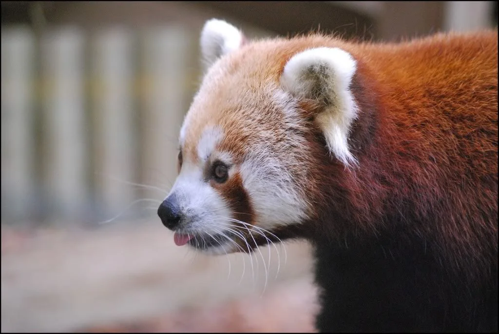 DSC_0154.webp
