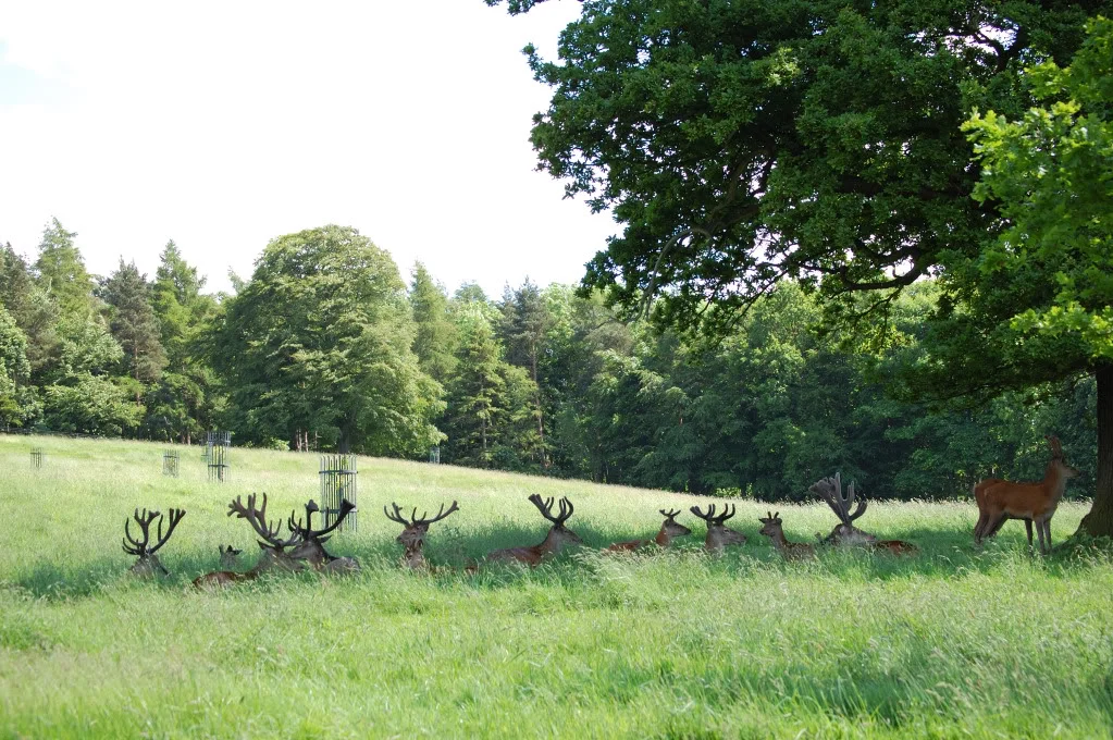 DSC_0174_480.webp