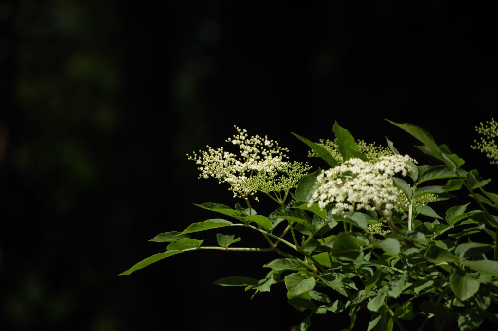 DSC_0189_487.jpg