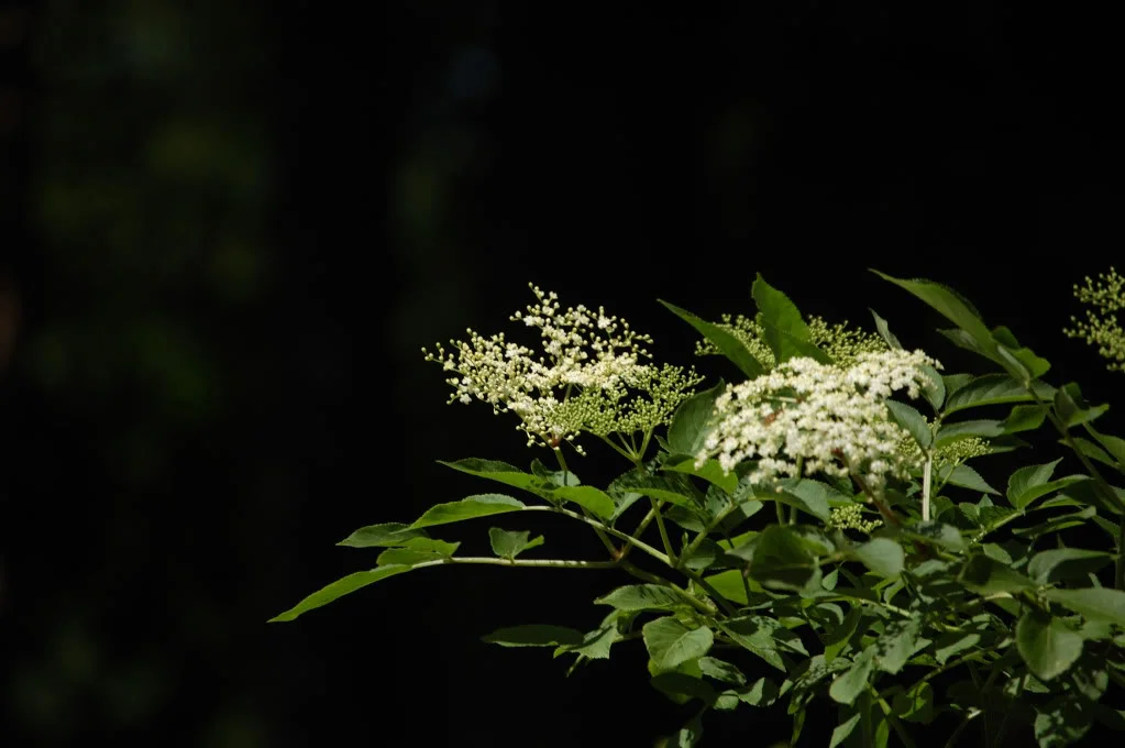 DSC_0189_487.webp