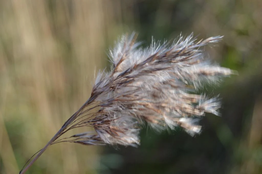 DSC_0201_zps3tsfl4z5.webp