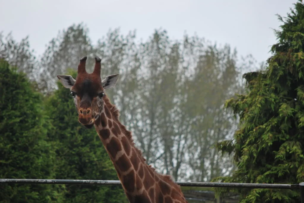 DSC_0216.webp