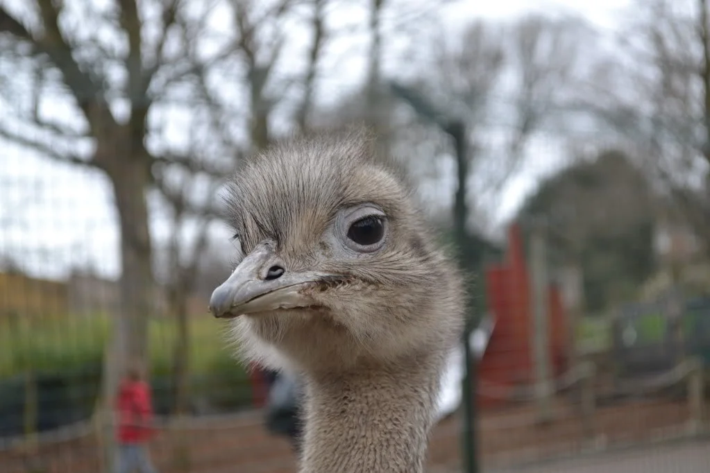 DSC_0226.webp