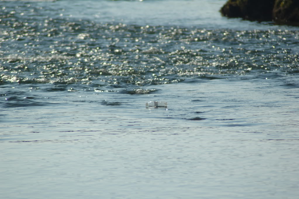 DSC_0237.jpg
