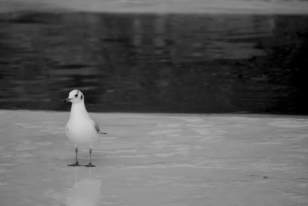 DSC_02541.webp