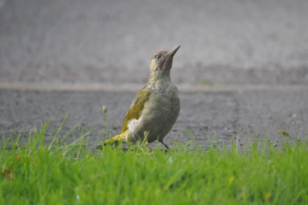 DSC_0346.webp