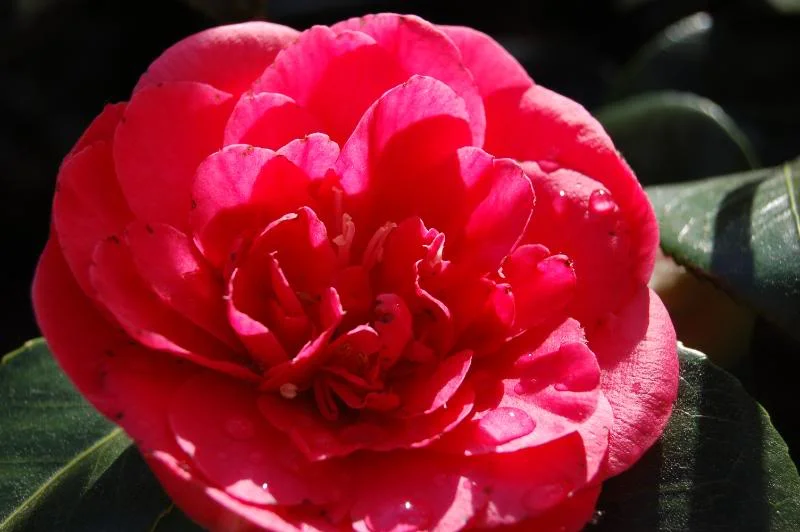 DSC_0364.webp